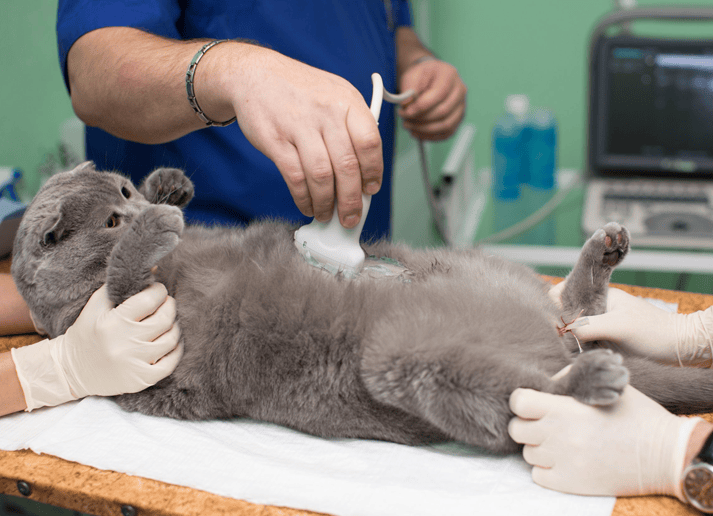 La importancia de la ecografía para uso veterinario