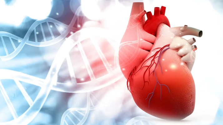 Técnica Strain: ¿Cómo aplicarla y qué ecógrafos utilizar?